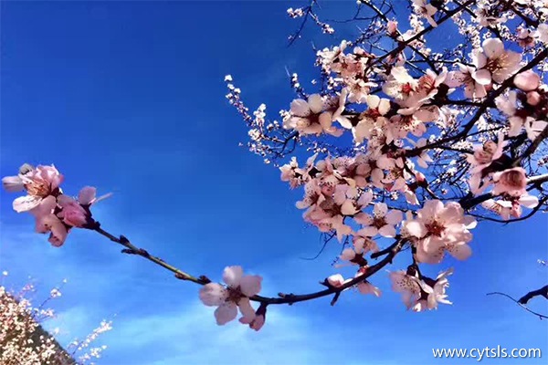 林芝桃花節(jié)是什么時間