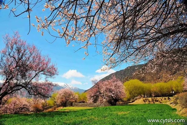 林芝的桃花節(jié)