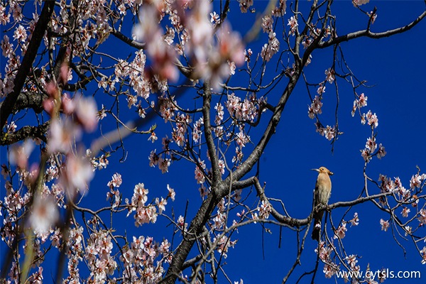 西藏林芝桃花節(jié)