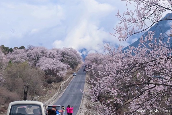 去林芝桃花節(jié)最佳時間是什么時候