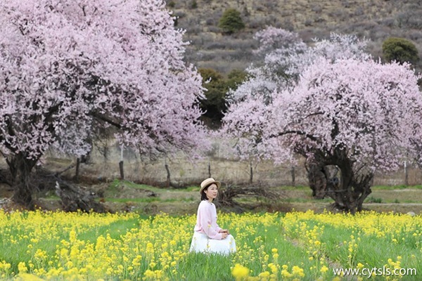 桃花節(jié)去西藏報(bào)旅游團(tuán)多少錢(qián)