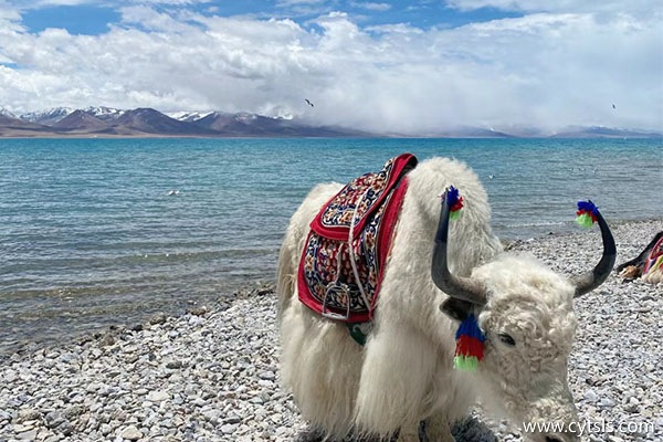 一個星期去西藏旅游花費多少